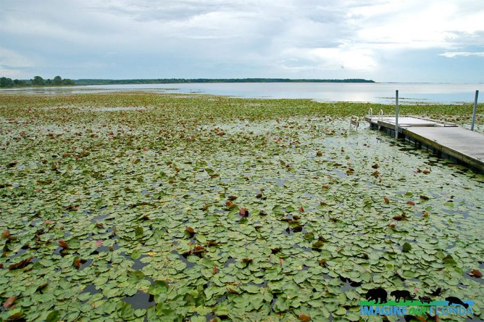 Oakland Preserve Imagine Our Florida Inc