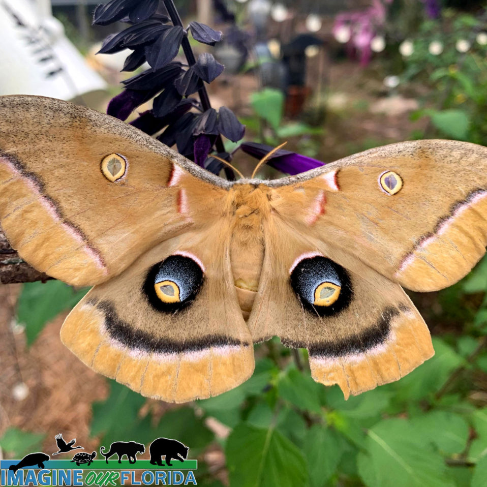 Polyphemus Moth Imagine Our Florida Inc