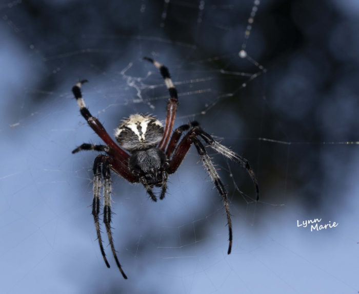 Red Femured Spotted Orbweaver Spider Imagine Our Florida Inc