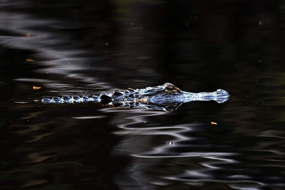 5th Grade Lesson Plan Alligators Florida S Prehistoric Predators