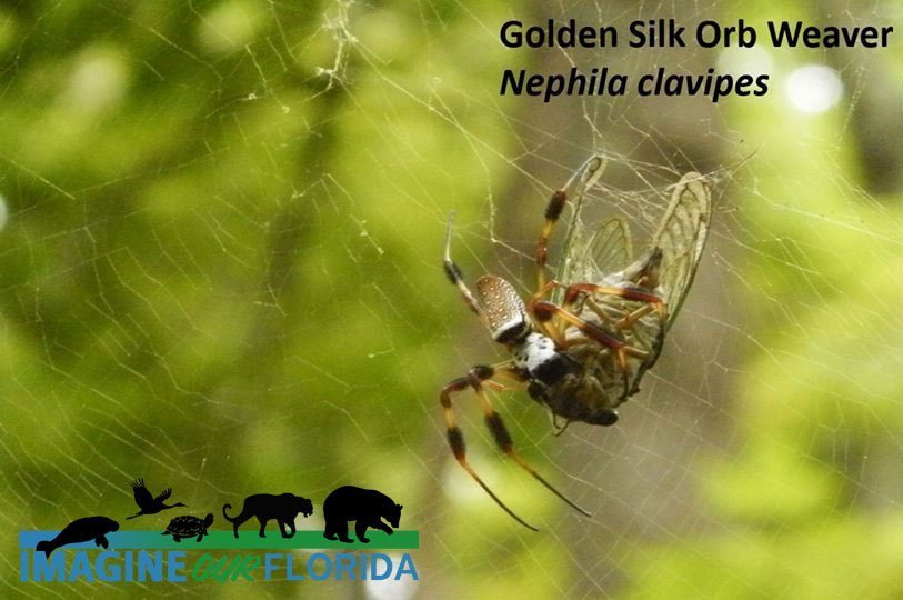 Black-legged Golden Silk Orb-web spider