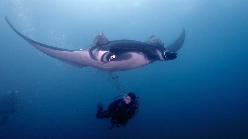 biggest giant oceanic manta ray