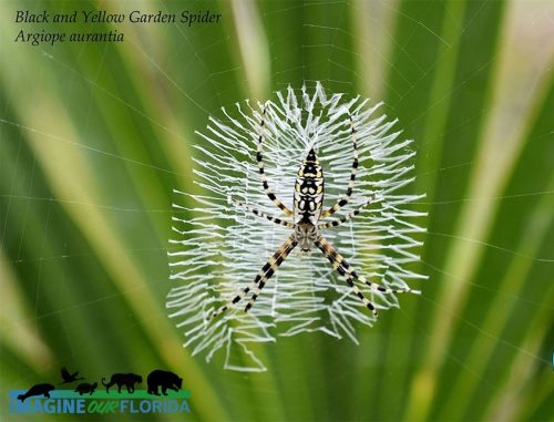Black And Yellow Garden Spider Imagine Our Florida Inc