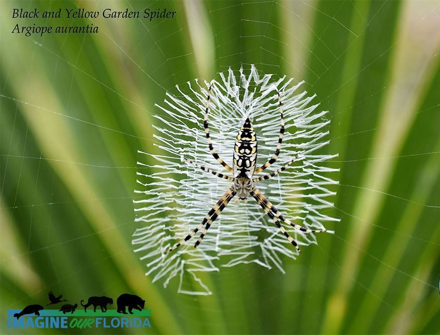 Yellow garden spider