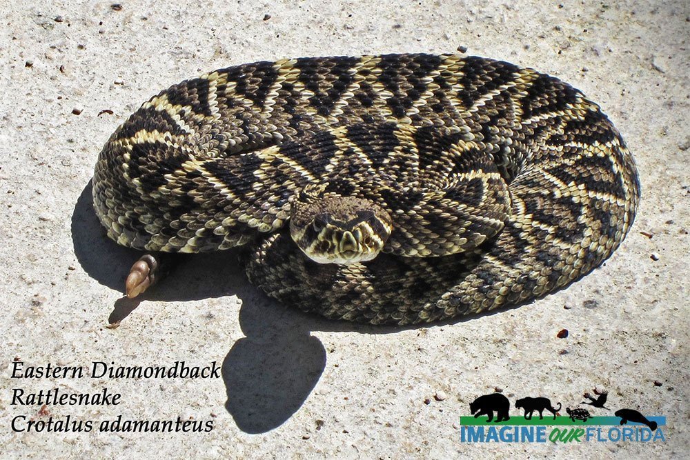 Are Eastern Diamondback Rattlesnakes Protected in Florida?