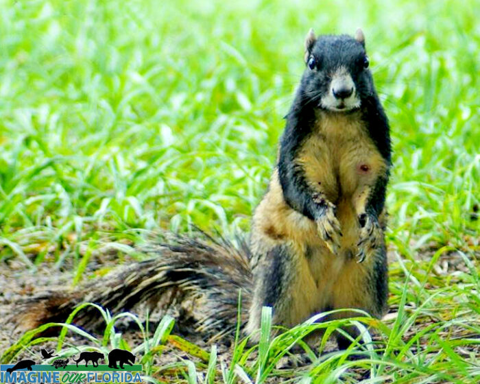 Southern Fox Squirrel – Imagine Our Florida, Inc