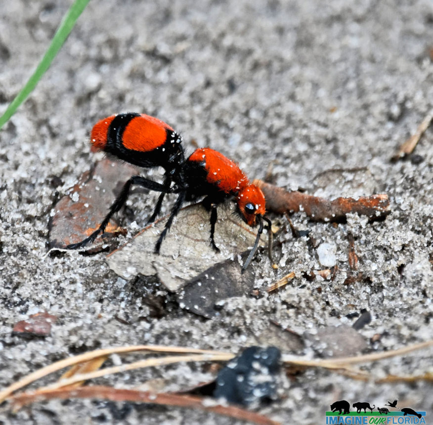 Red Velvet Ant | Imagine Our Florida, Inc