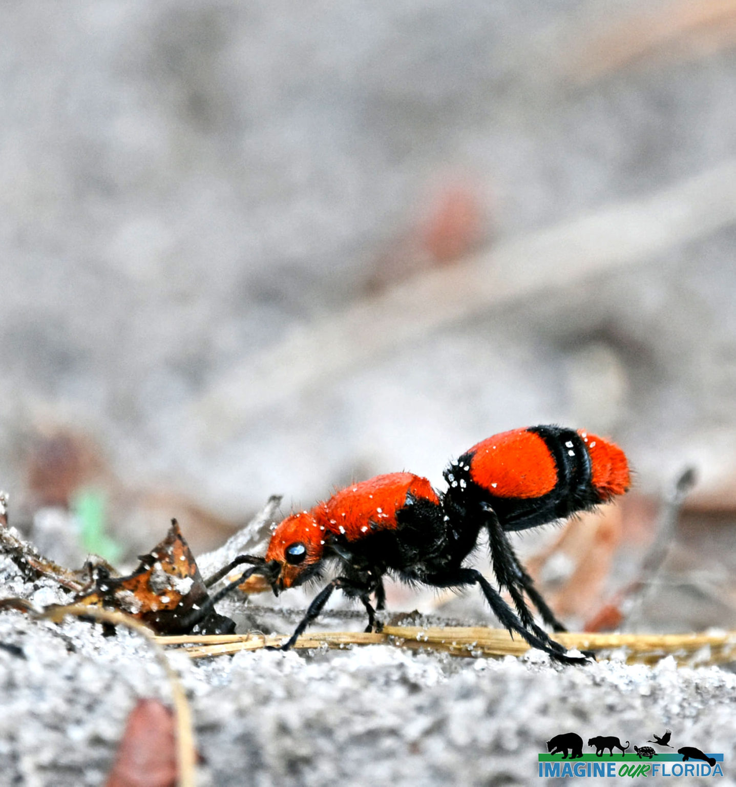 Red Velvet Ant Imagine Our Florida Inc