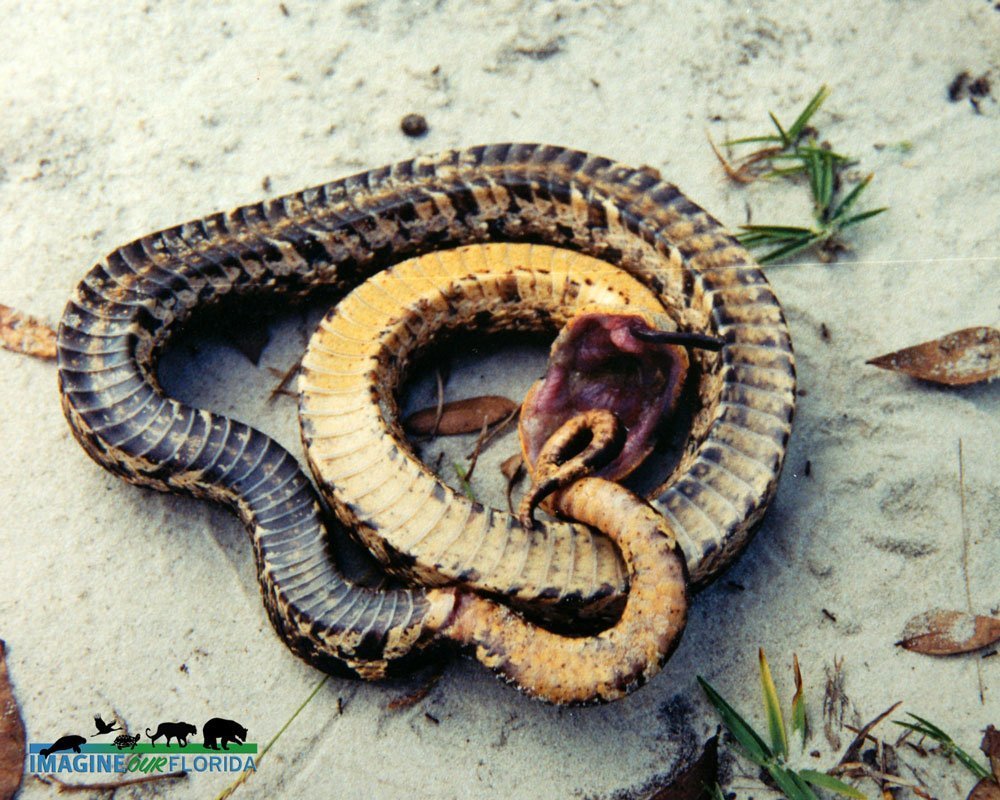 WATCH: Have You Ever Seen a Hognose Play Dead? - Texas Fish & Game