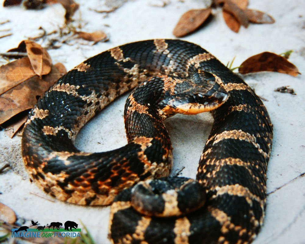 Eastern Hognose Snake - North Carolina