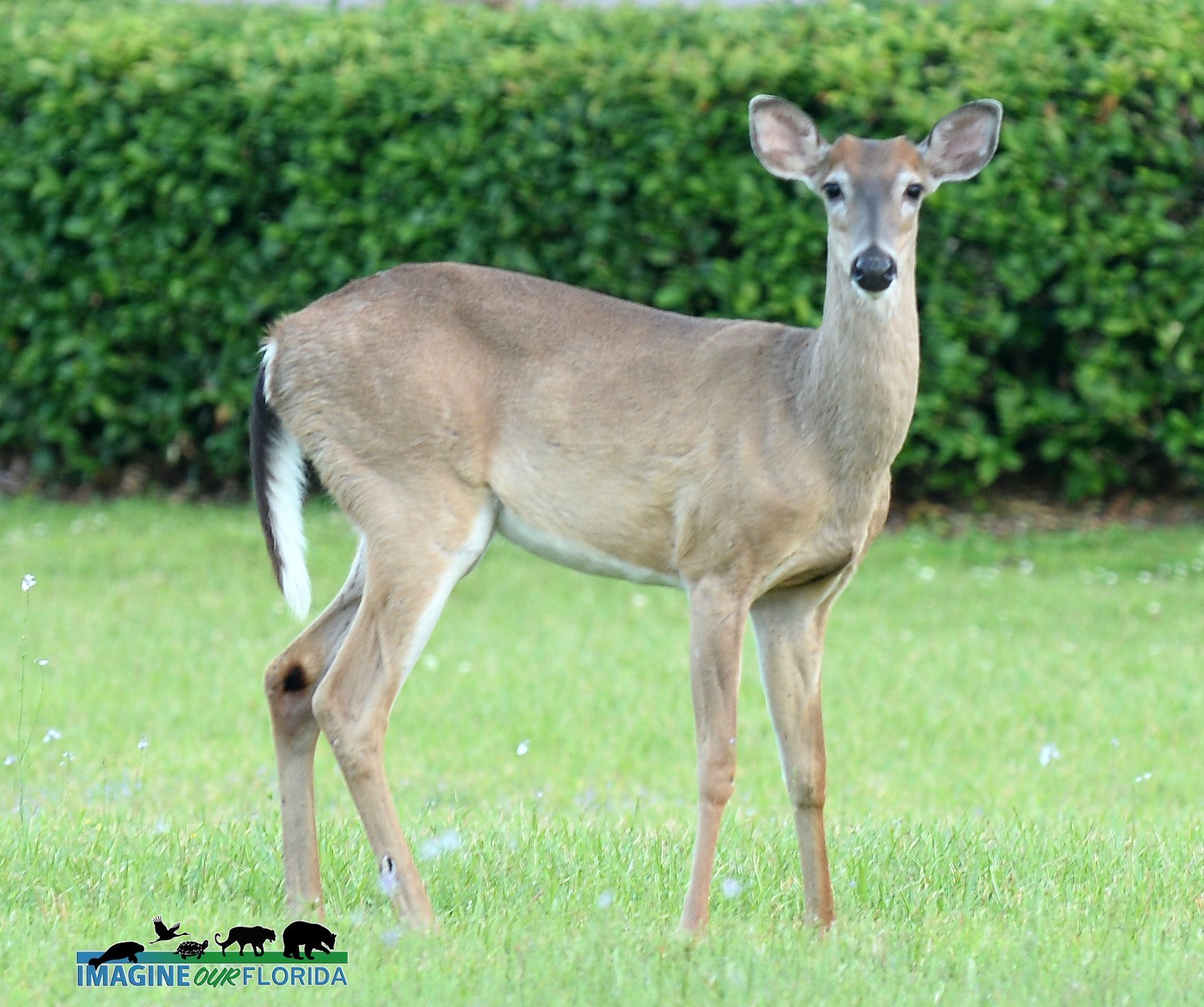 white-tailed-deer-imagine-our-florida-inc
