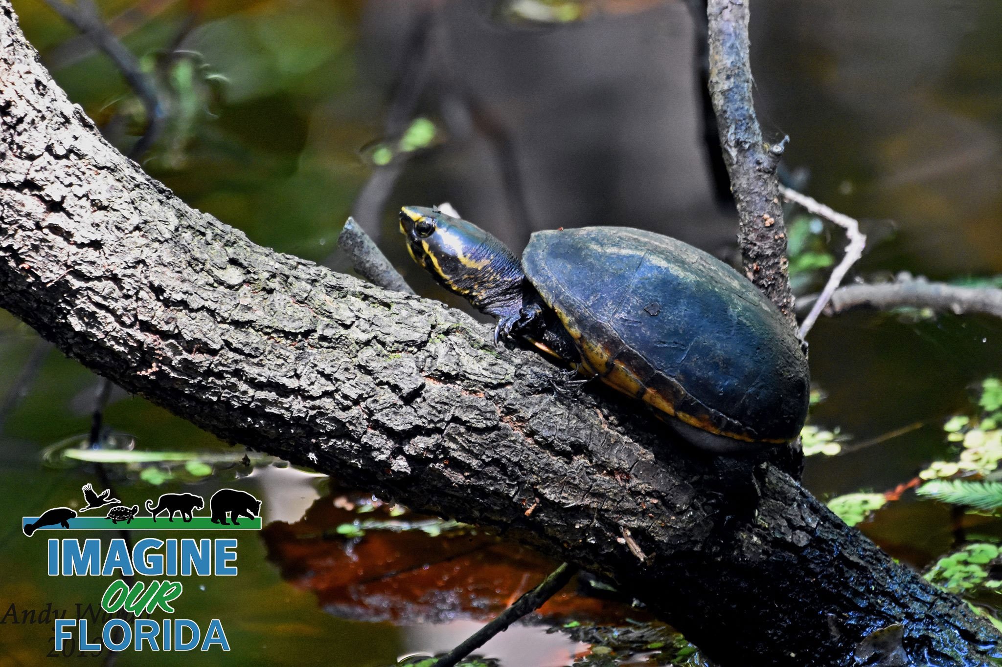 Striped Mud Turtle Imagine Our Florida, Inc