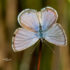 Ceraunus Blue Butterfly – Imagine Our Florida, Inc