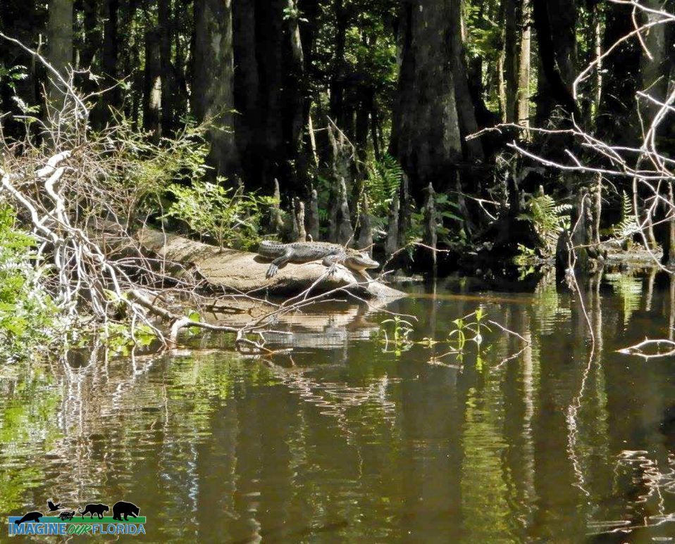 John B. Sargeant Conservation Park – Imagine Our Florida, Inc