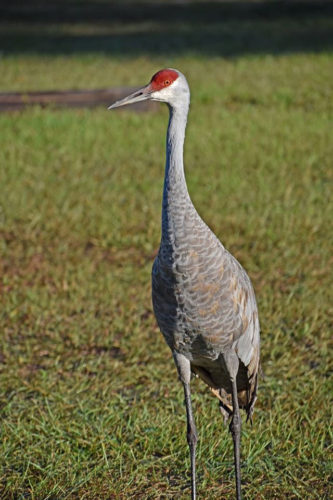 Florida Sandhill Crane – Imagine Our Florida, Inc