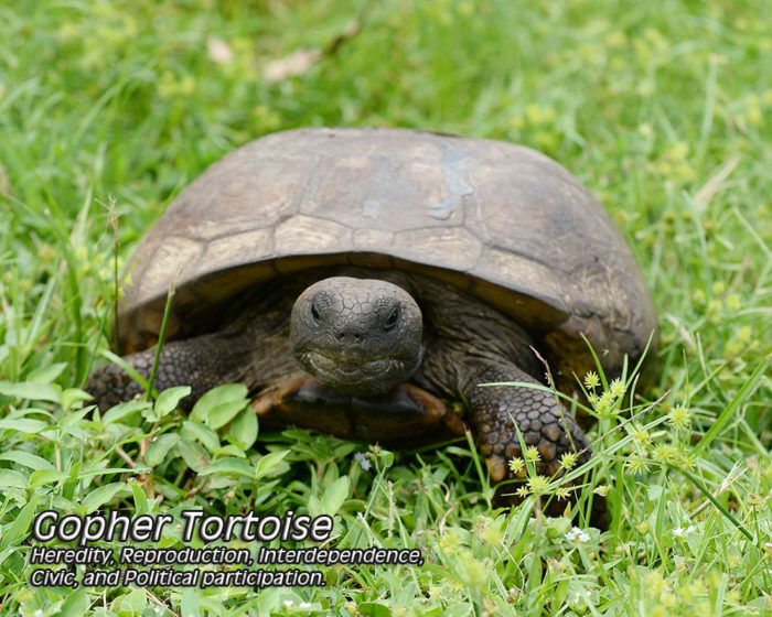 4th Grade Lesson Plan On The Gopher Tortoise – Imagine Our Florida, Inc