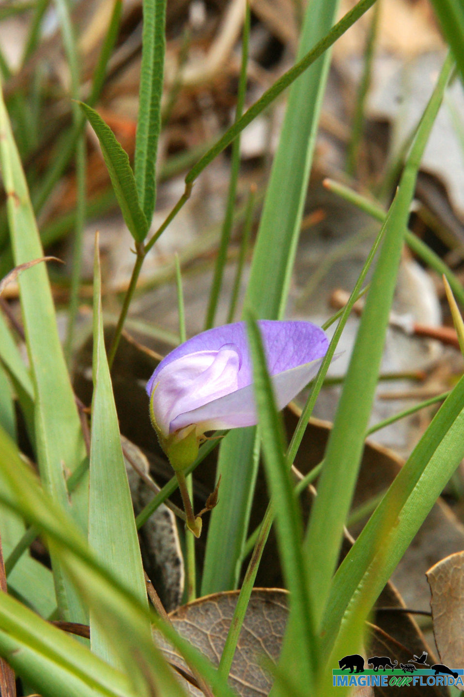 Butterfly Pea – Imagine Our Florida, Inc