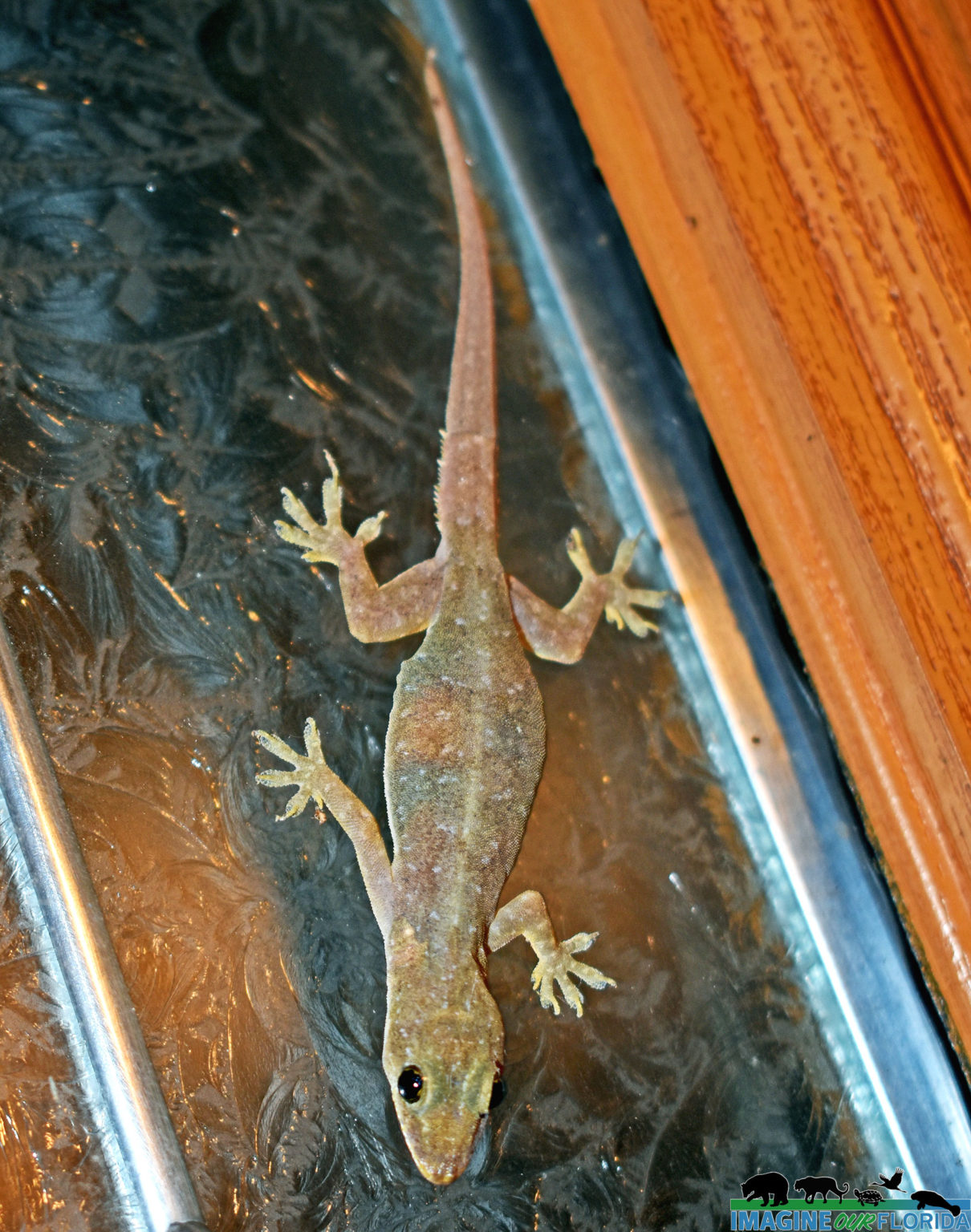 Indo-Pacific Gecko – Imagine Our Florida, Inc