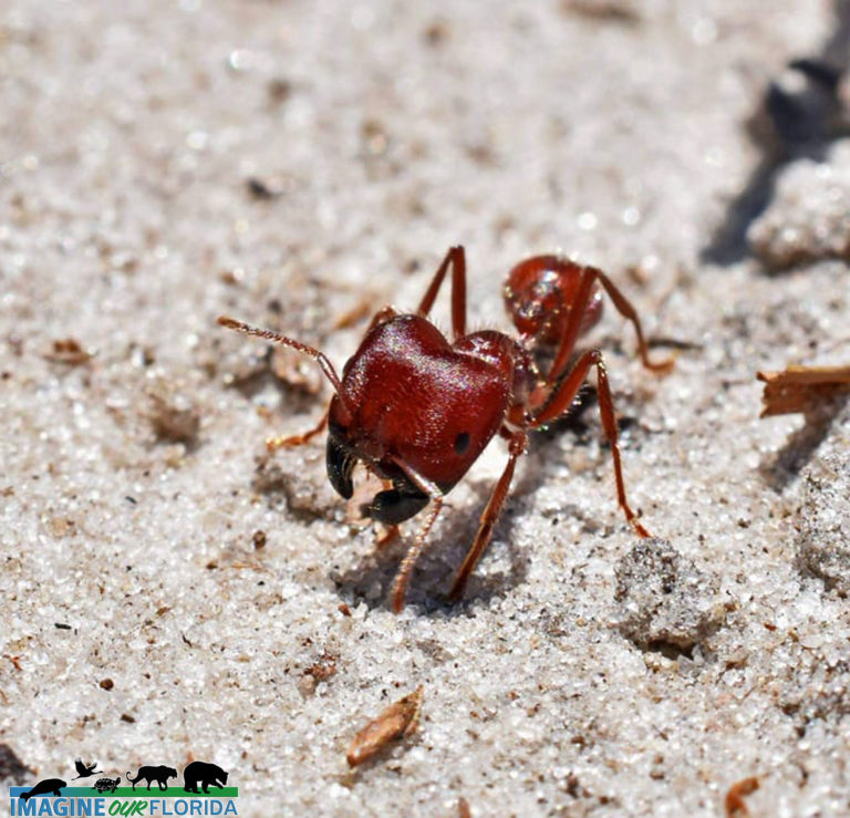 Florida Harvester Ant Imagine Our Florida Inc   Imagine Our Florida Harvester Ants 3 768x739 