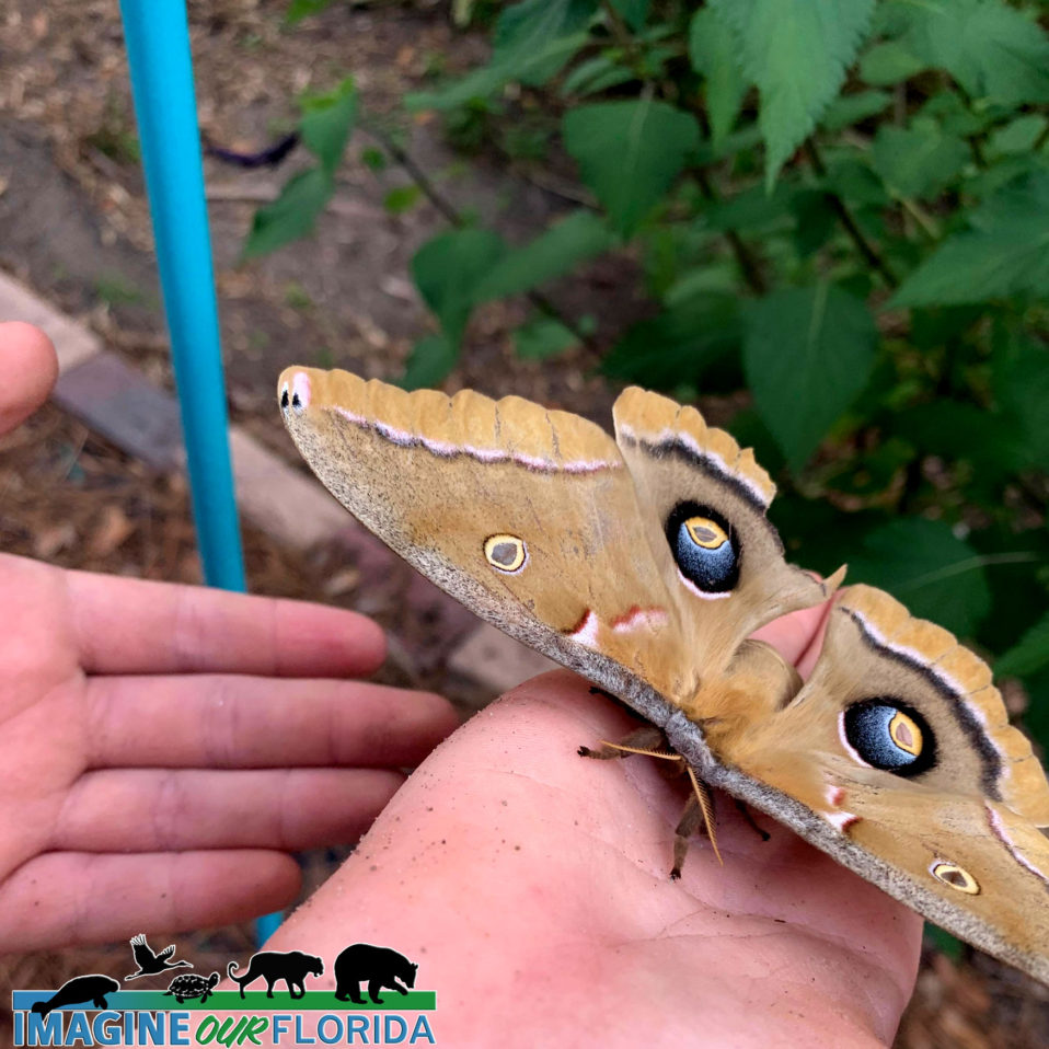 Polyphemus Moth – Imagine Our Florida, Inc