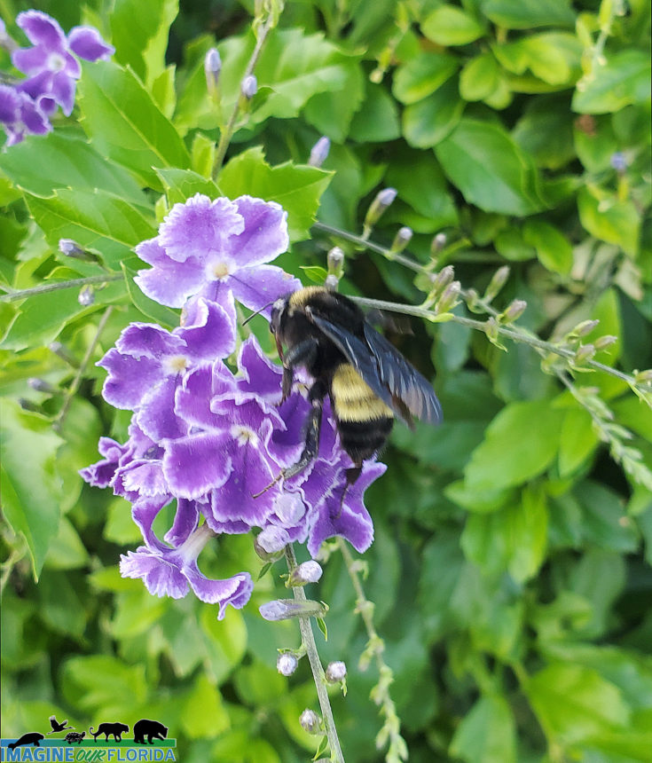 American Bumble Bee – Imagine Our Florida, Inc