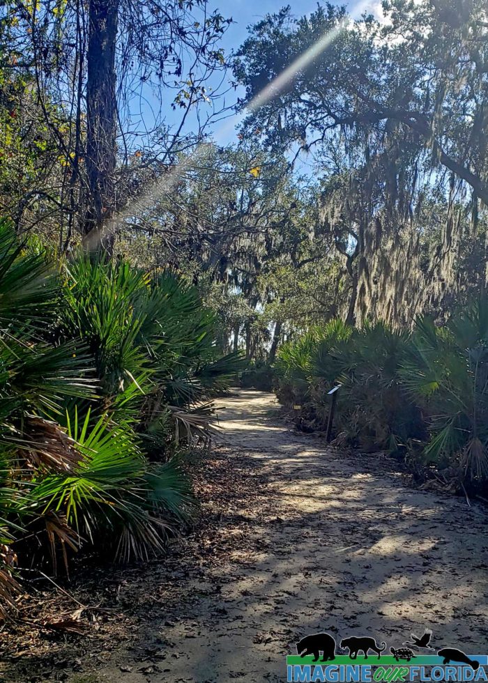 Cradle Creek Preserve | Imagine Our Florida, Inc