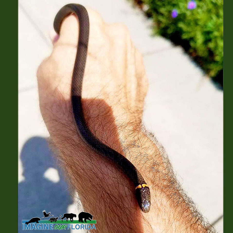 Ring-necked snake [hartford, ct] : r/whatsthissnake