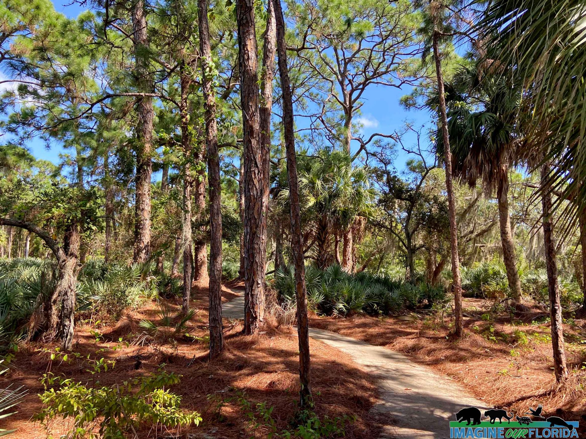 Yamato Scrub Natural Area – Imagine Our Florida, Inc