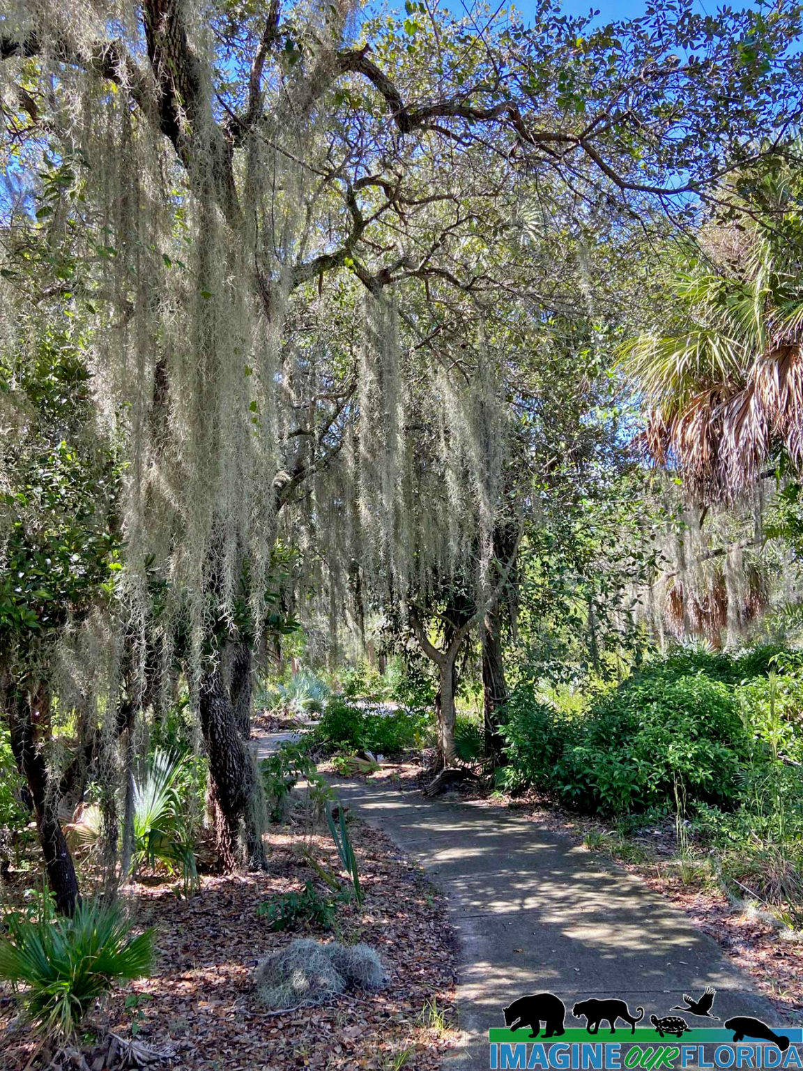 Yamato Scrub Natural Area | Imagine Our Florida, Inc