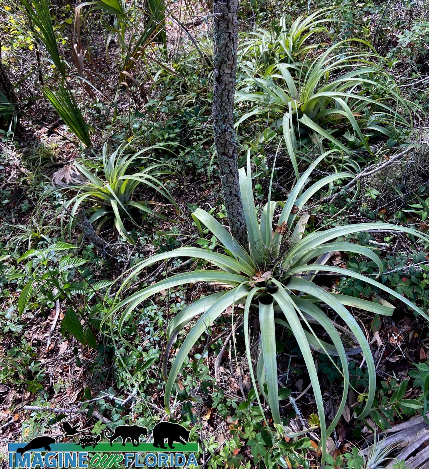 Yamato Scrub Natural Area – Imagine Our Florida, Inc