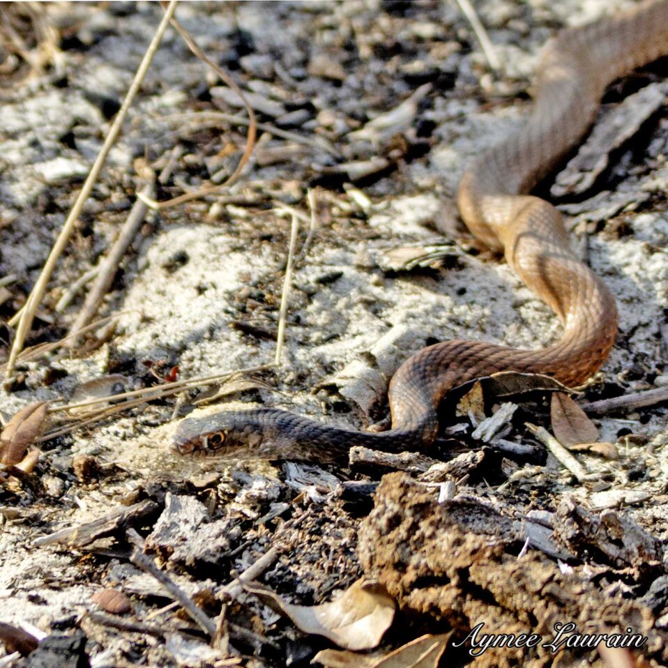 Hognose Snake Doesn't Play Dead Anymore - Reptiles Magazine