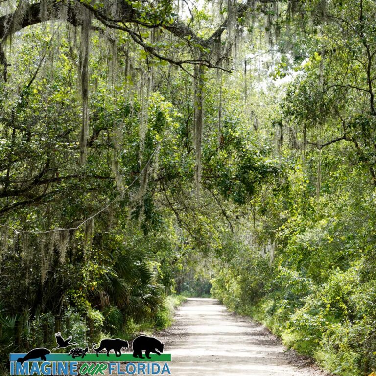 Flat Island Preserve – Imagine Our Florida, Inc