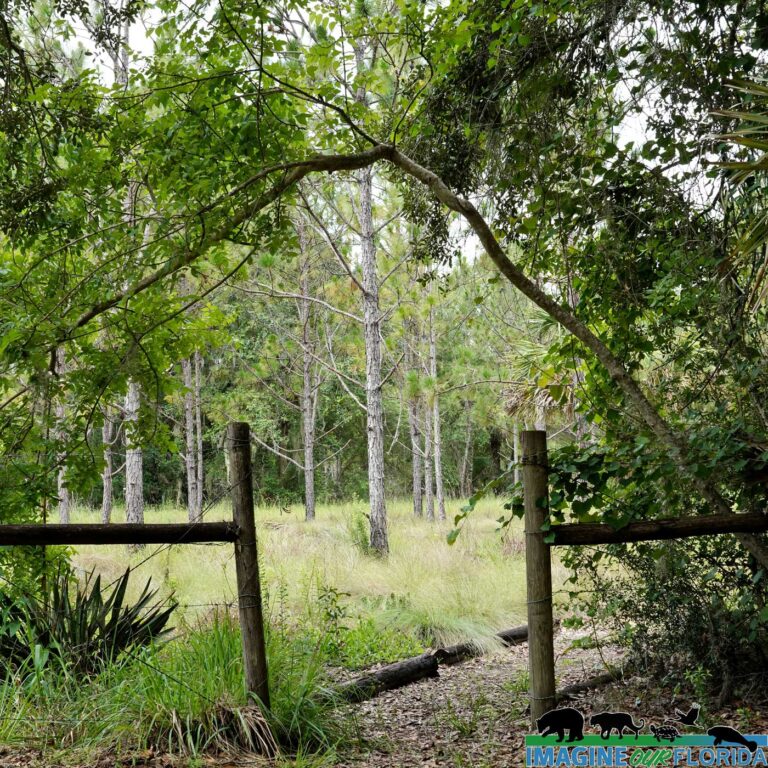 Flat Island Preserve – Imagine Our Florida, Inc