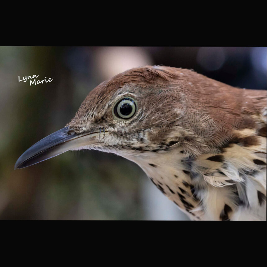 Brown Thrasher