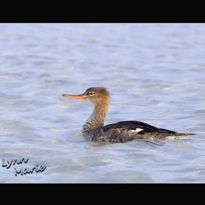 Red-breasted Merganser