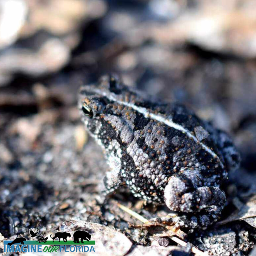 Oak Toad