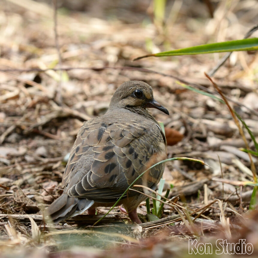 Mourning Dove