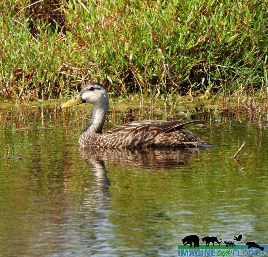 Mottled Duck