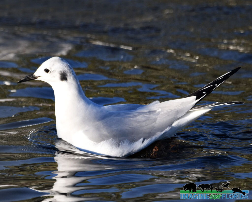 Bonaparte's Gull