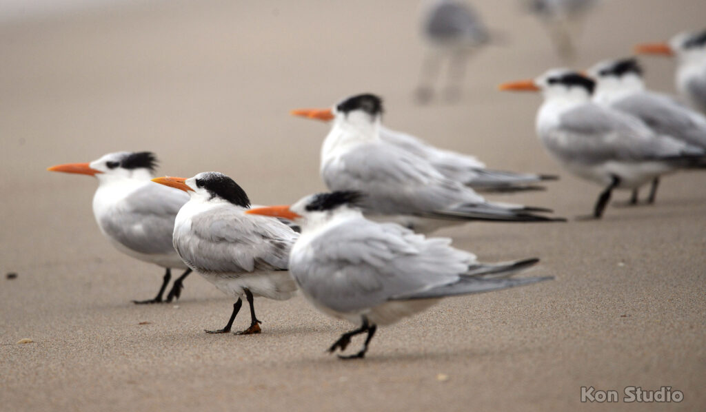 Royal Tern