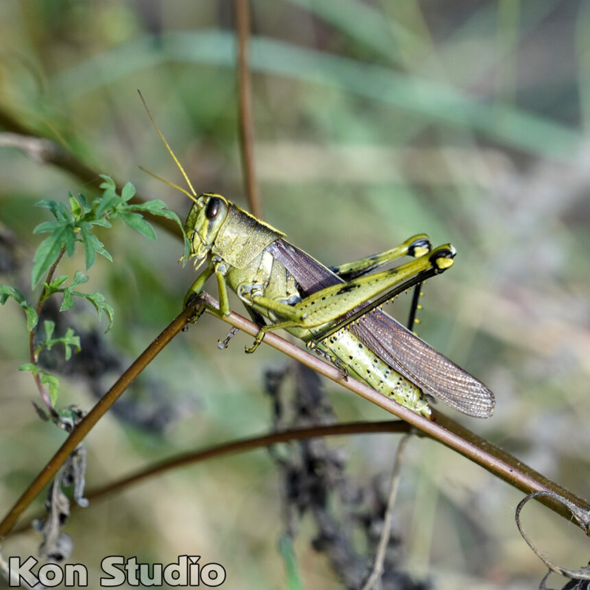 Obscure Bird Grasshopper