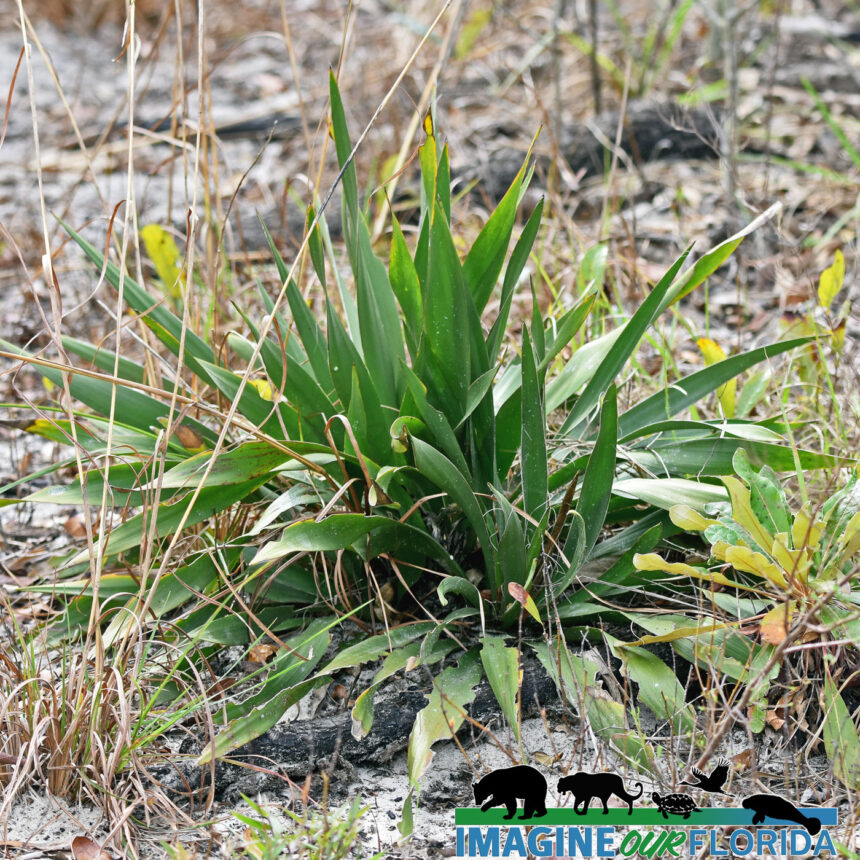 Adam’s Needle Yucca