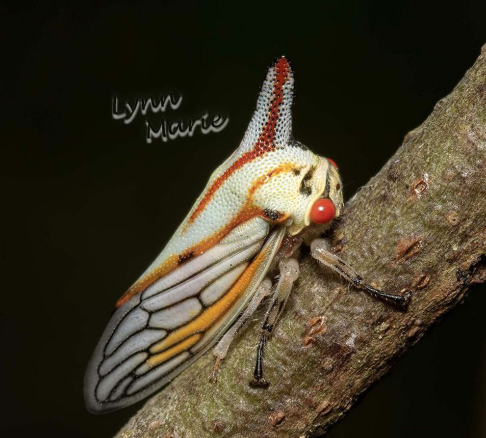 Oak Treehopper