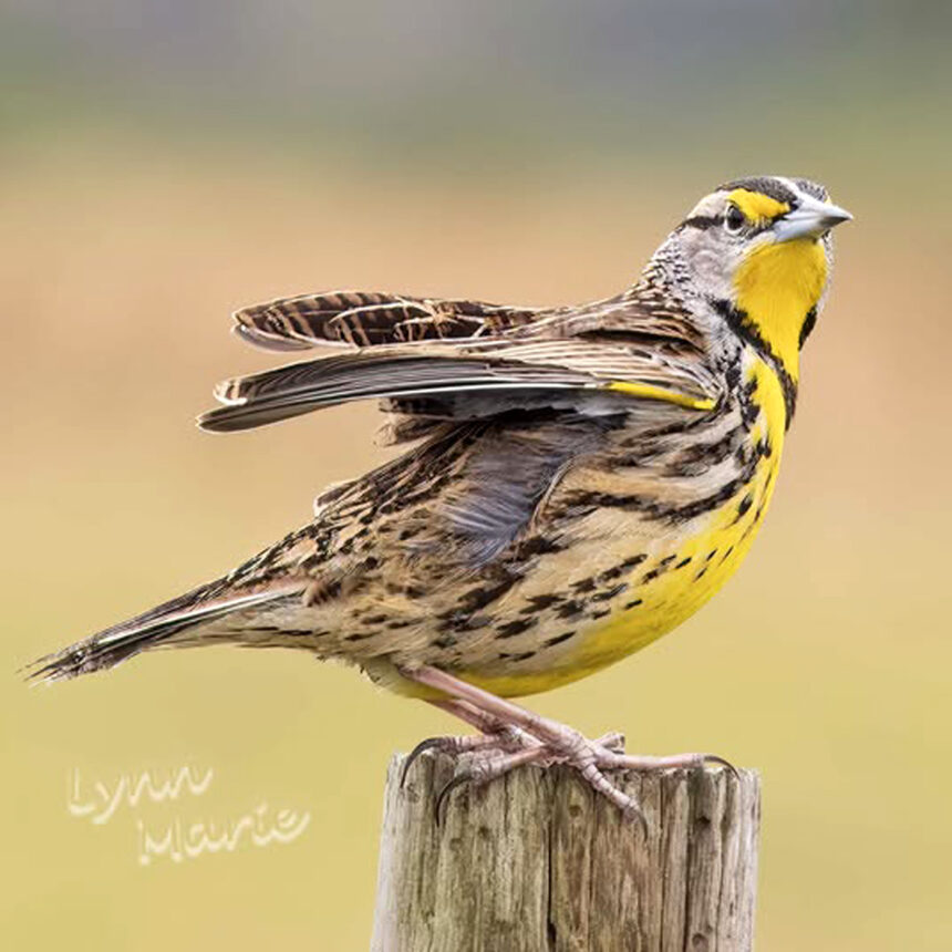 Eastern Meadowlark