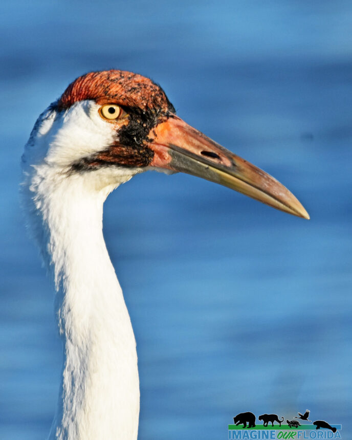 Whooping Crane